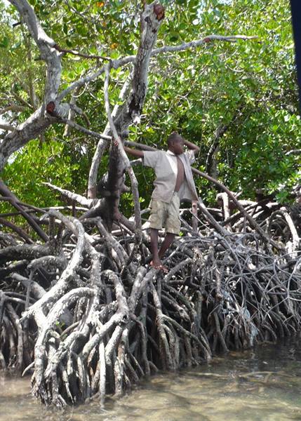 Boy standing on tangled mangrove roots above shallow clear water