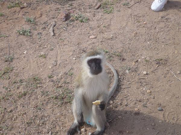 Vervet monkey sitting on dry dirt looking up holding food in its hand