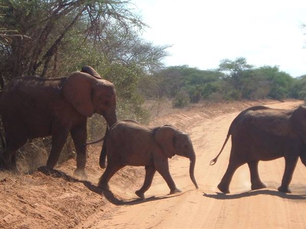 Elephants with calf crossing a red dirt road among acacia trees