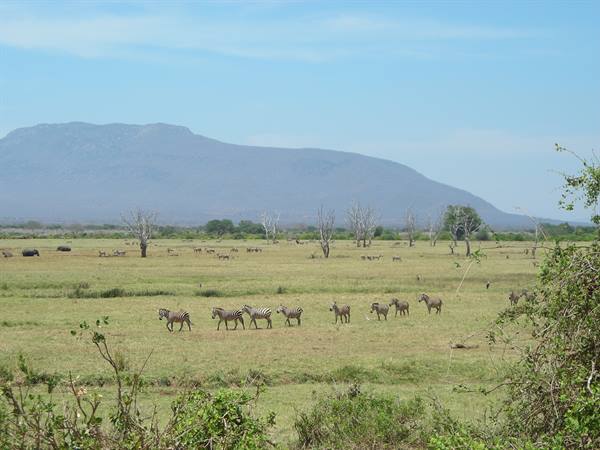 Zebra herd walks across savanna in front of a mountain, bare trees