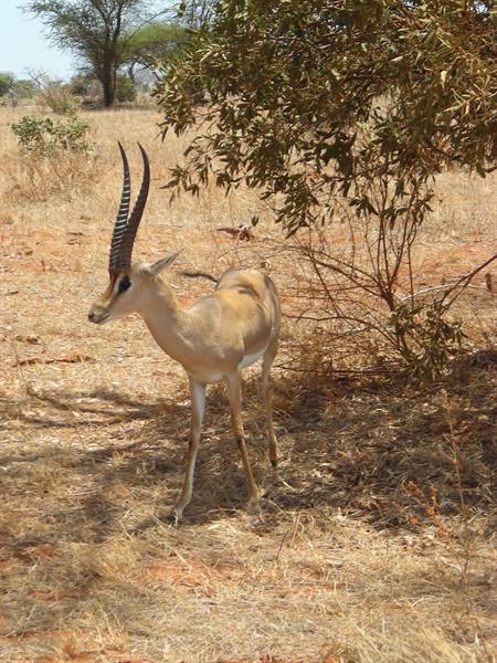 Long-horned gazelle standing in the shade of a bush in dry savanna