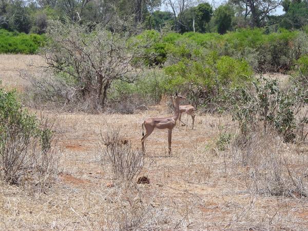 Two gazelles among dry bushes and green trees in the savanna