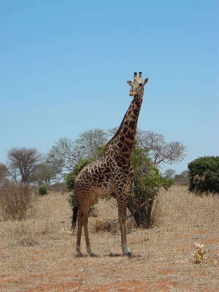 Giraffe standing among dry grass and bushes under a blue savanna sky