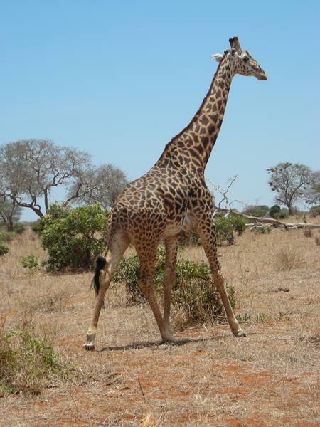 Giraffe walking among dry bushes and scattered acacia trees under blue sky