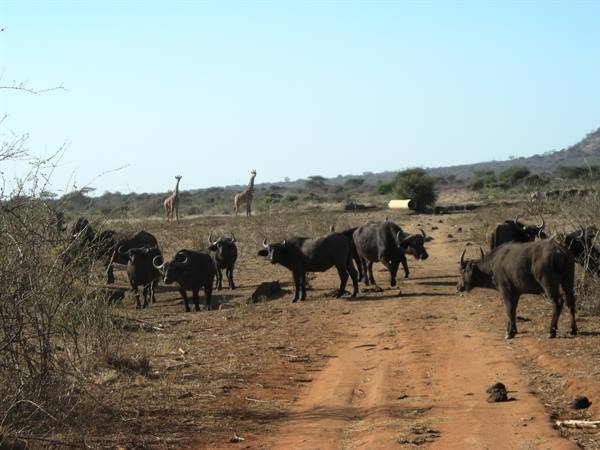 Buffalo herds cross a red dirt track, two giraffes in the background