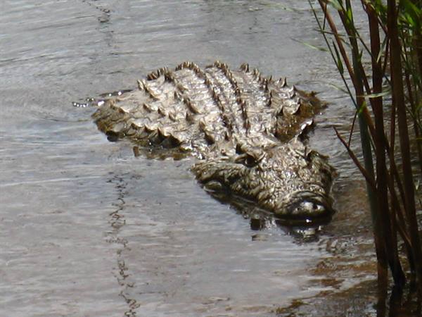 Crocodile swims in brown water among reeds, scales lit by sun