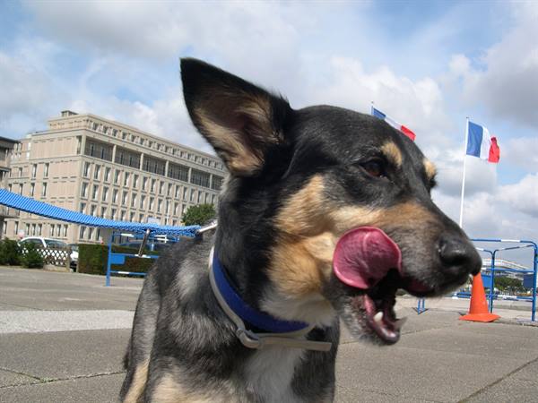 LUCKY STICKS OUT HIS "TONGUE" AT LE HAVRE (UPPER NORMANDY)