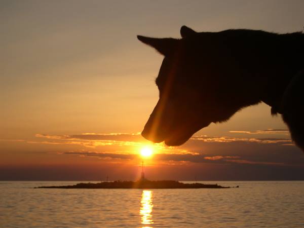 Dog silhouette over the sea at sunset, islet with lighthouse backlit