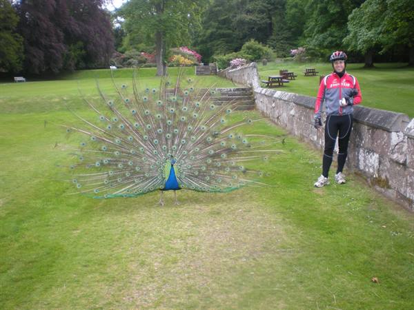 THE PEACOCK AT SCONE PALACE