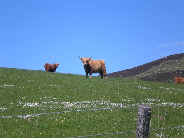 SCOTTISH COWS POSING FOR A PHOTO