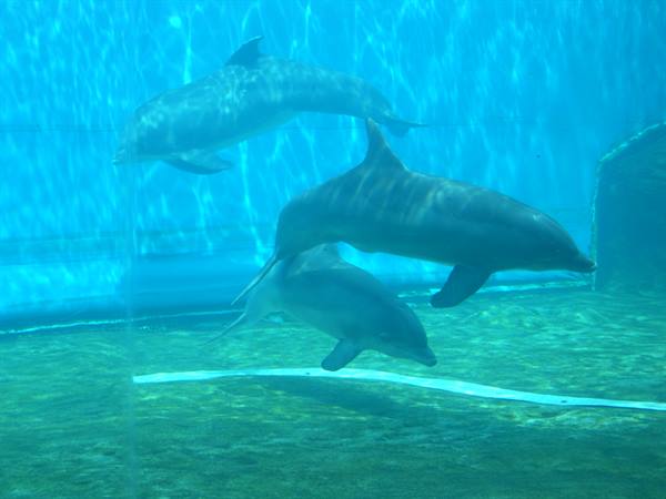THE AQUARIUM DOLPHINS