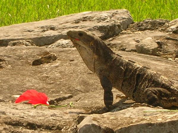 An Iguana