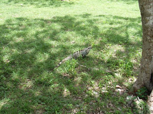 IGUANA