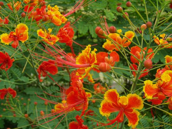 Singapore - Botanical Garden, Orchid Garden