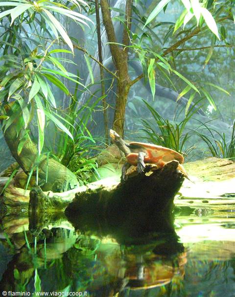Chicago - Shedd Aquarium, turtle