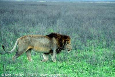Male lion walking through green grass in the savanna