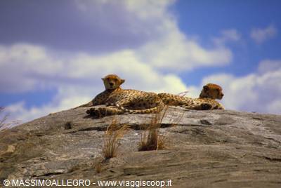 Two cheetahs resting on a large granite rock under a blue sky