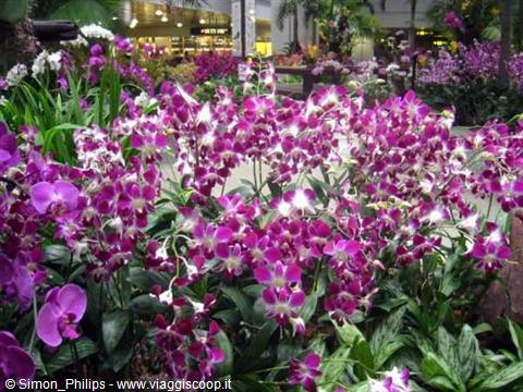 Purple and white orchids blooming in the indoor garden at Changi Airport