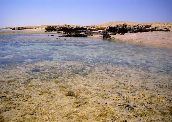 Al Quseir - The coral reef