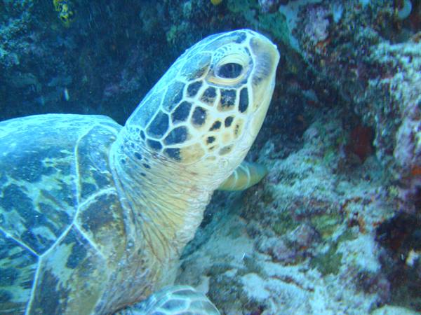 Turtle at sipadan