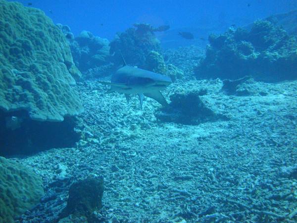 Shark at Sipadan