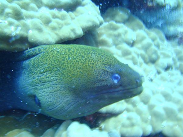 Moray eel at perenthian