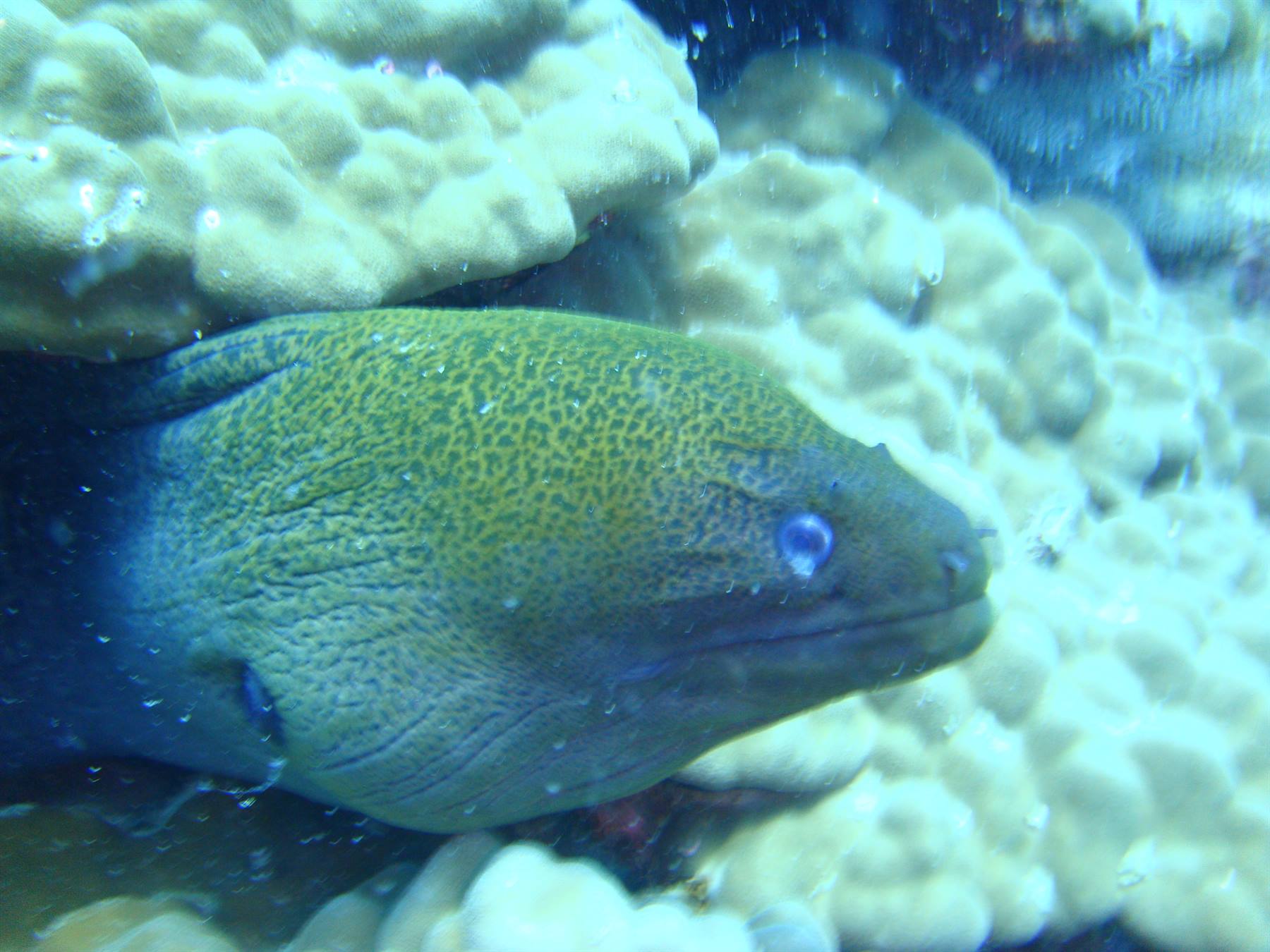 Moray eel at perenthian