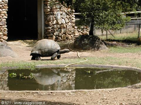 TURTLE PARK