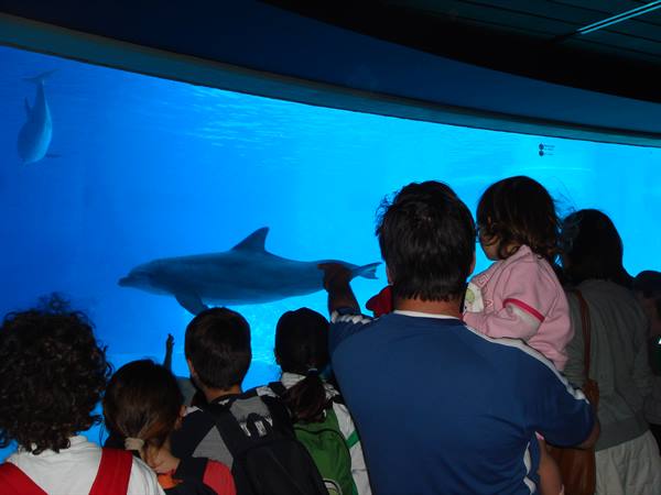 OLTREMARE DOLPHINS