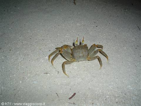 CRAB