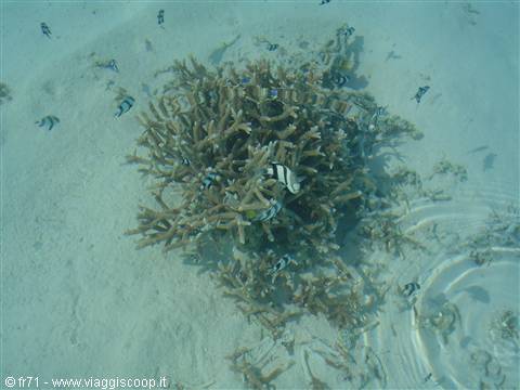 CORALS ON THE BEACH