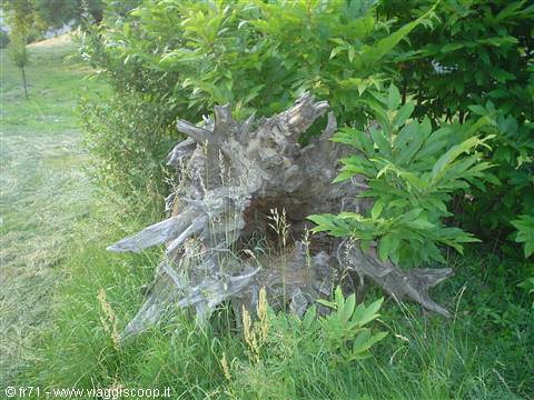 TREE ROOT