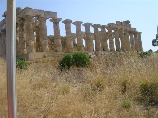 Doric columns of Selinunte temple among dry grass and bushes