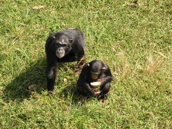 Two chimpanzees on grassy ground, one looking up, one eating fruit