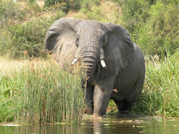 Tusked elephant bathing at grassy riverbank among reeds and water