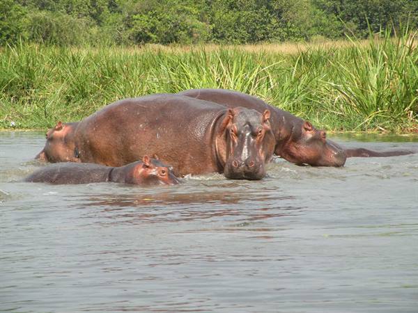 Group of hippos half-submerged in river water among green reeds