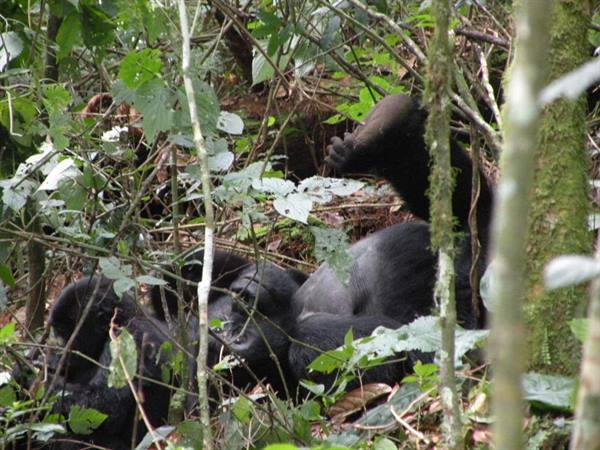 Mountain gorilla lying among leaves and tree trunks in the forest