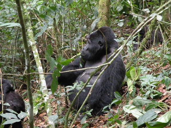 Mountain gorilla sitting among branches and vegetation in the rainforest