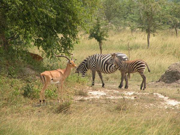 Impala and two zebras grazing among dry grass and savanna trees