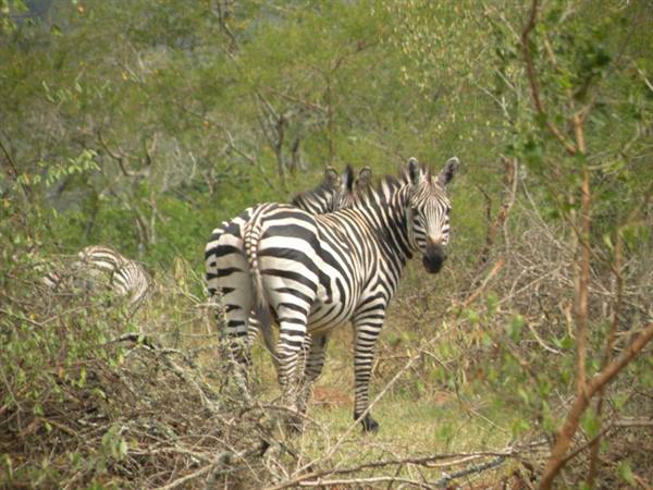 Two zebras among bushes and dry branches in green savanna