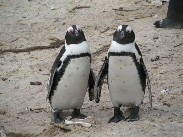 penguins