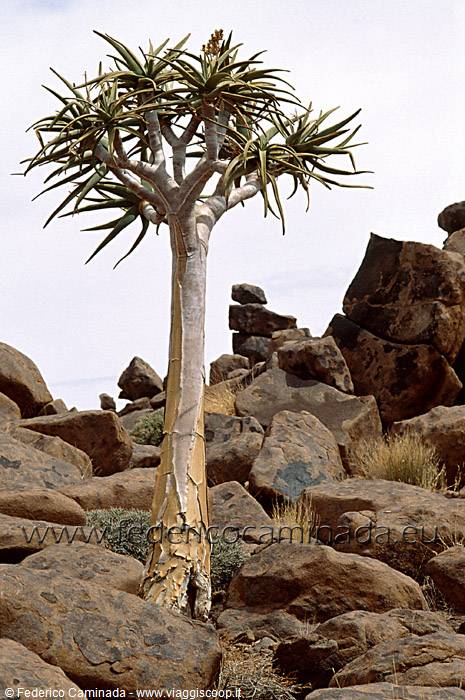 Quiver tree among granite boulders, harsh midday light