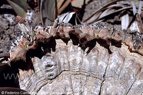 Cycad stump with brown scaly basal suckers sprouting in sunlight