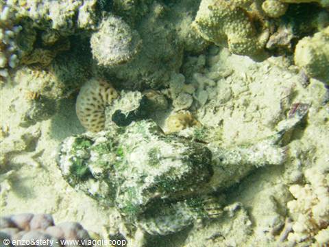  Stone fish
