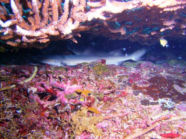 Baby Shark