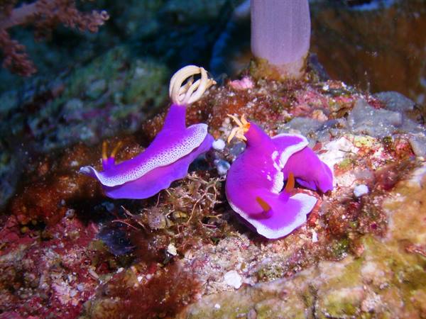 Nudibranch pair