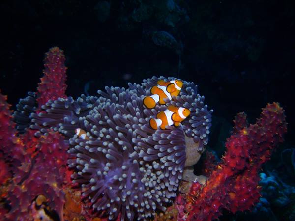 Clownfish