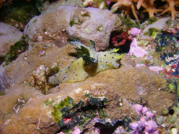Nudibranco