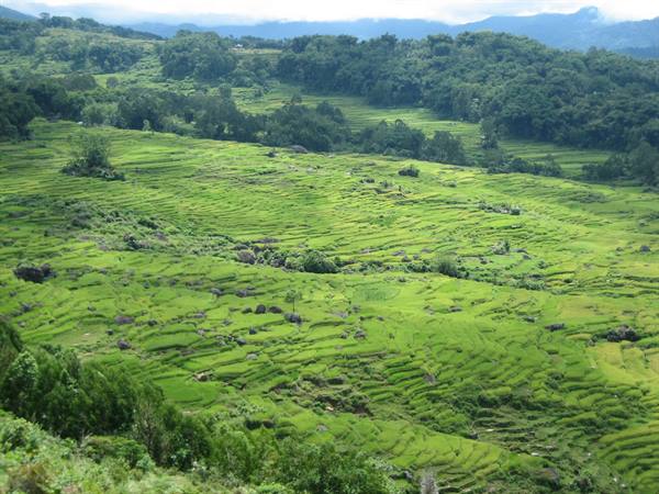 Toraja rice fields