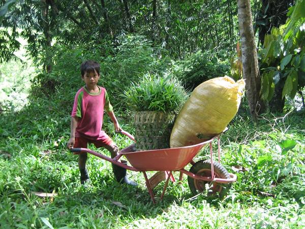 Toraja child